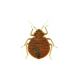 Pluskwy