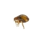 Pchły
